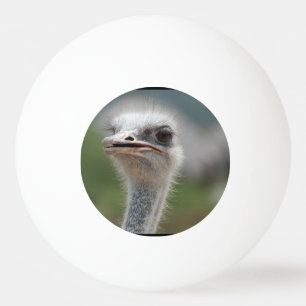 Ostrichfågel Pingisboll