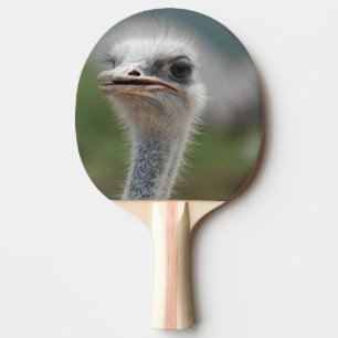 Ostrichfågel Pingisracket