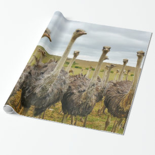 Ostrichfågel Presentpapper