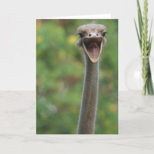 Ostrichkort Kort