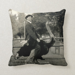 Ostrichridning 1910 kudde