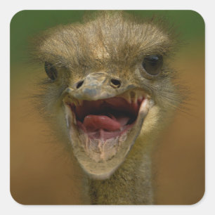 Ostrich's Embrace Fyrkantigt Klistermärke