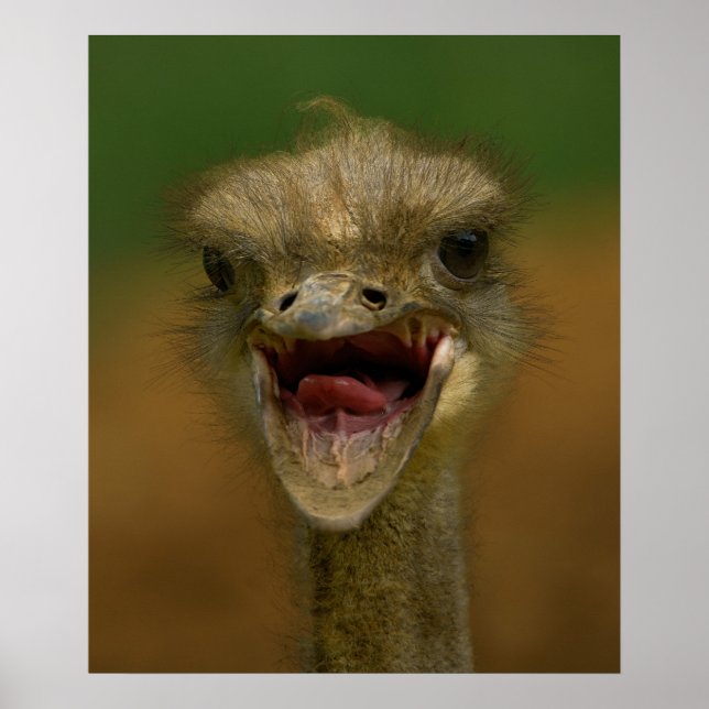 Ostrich's Embrace Poster (Framsidan)