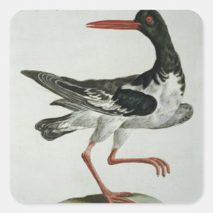 Ostron, Catcher, c.1767-76 (färgad-gravering) Fyrkantigt Klistermärke
