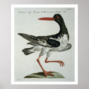Ostron, Catcher, c.1767-76 (färgad-gravering) Poster