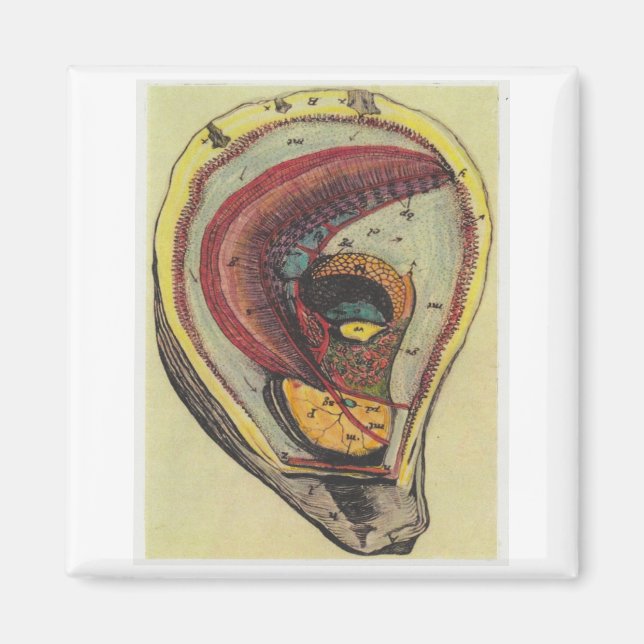 ostron magnet (Framsidan)