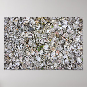 Ostron, Snäckor, Apalachicola, Florida Poster
