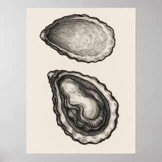 Ostronskal Minimalistisk Kust Skiss Art Poster