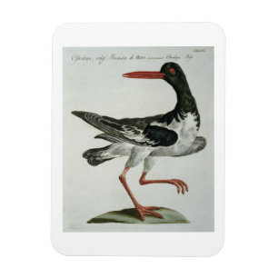 Ostronstoppare, c.1767-76 (räcka färgad gravyr magnet