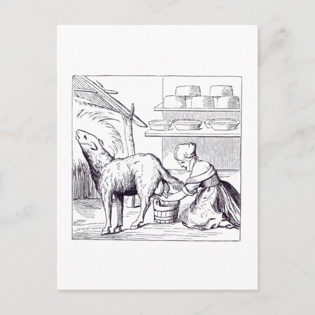 Osttillverkning i Schweiz, efter ull Vykort (Framsida)