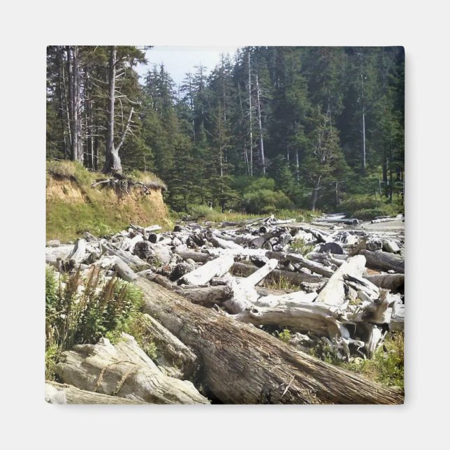 Oswald Väster State Park, Oregon Kusten Magnet (Framsidan)