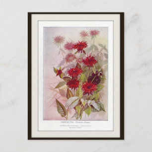 Oswego-Tea Botanical Wildblomstvykort Vykort