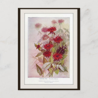 Oswego-Tea Botanical Wildblomstvykort Vykort