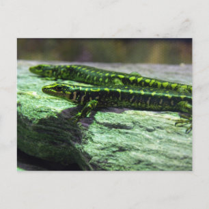Otago Skink Vykort