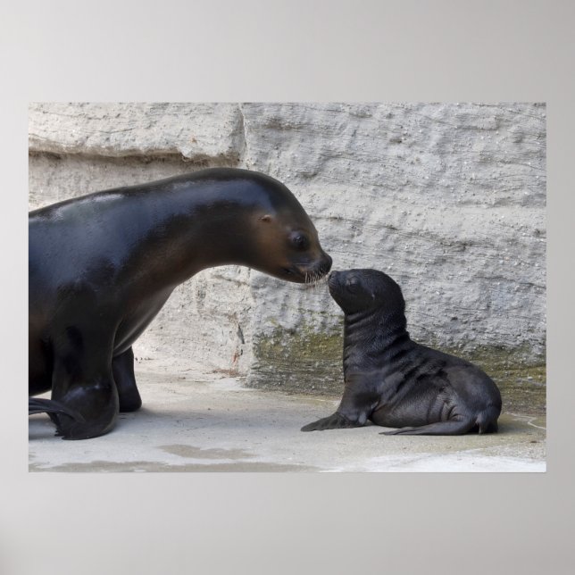 Otaria flavescens poster (Framsidan)