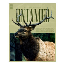 Otemjukad Banff Nationalpark Älg Poster