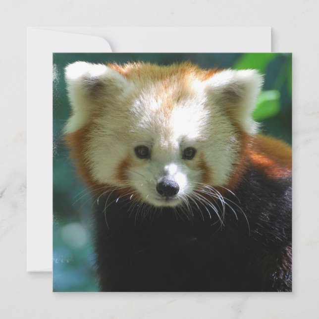 Otillbörliga inbjudningar till röda panda (Framsida)