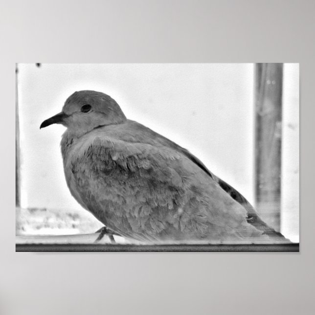 Otillgänglig duva poster (Framsidan)
