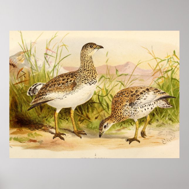 Otis Tetrax Illustration Poster (Framsidan)