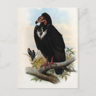 Otogyps Calvus. Black Vculture Vykort