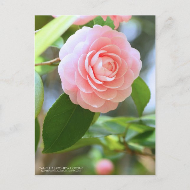 Otome-tsubaki: Camellia [Postcard] Vykort (Framsida)