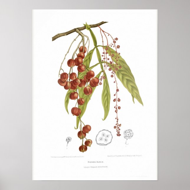 Otorpha alata poster (Framsidan)