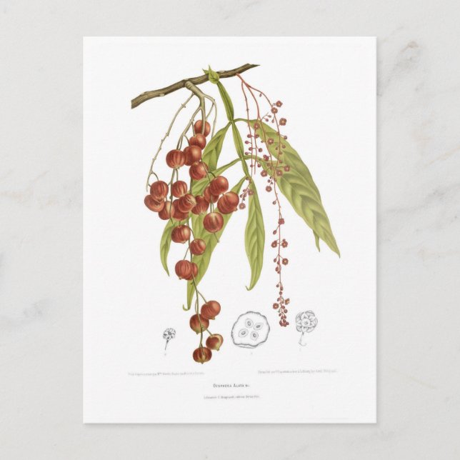 Otorpha alata vykort (Framsida)