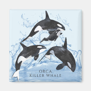 Otroliga Orcas med svart och vitt vatten Magnet