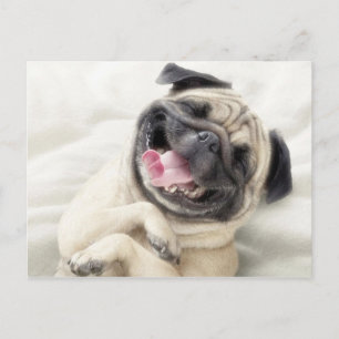 Otroligt dödande Pug-design Vykort