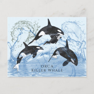 Otrovärdiga Orcas med svart och vitt vatten Vykort