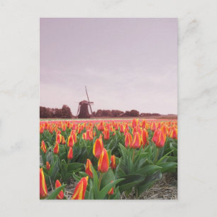 Ottatulpanfält & kvarn Holland Vykort