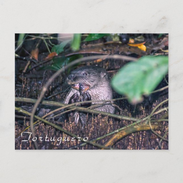 Otter ätande fisk i Tortuguero - Costa Rica Vykort (Framsida)