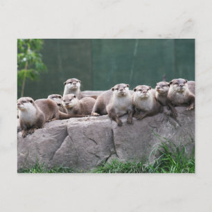 Otter-familjen Vykort