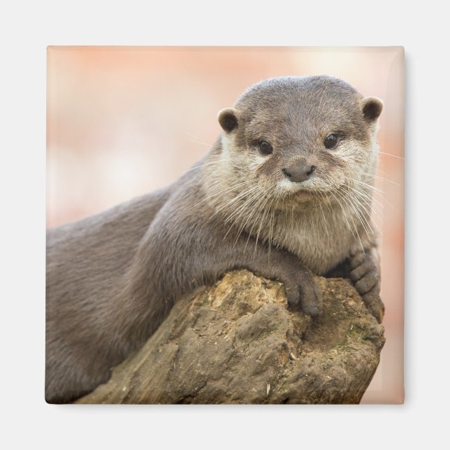 Otter Fridge Magnet (Framsidan)