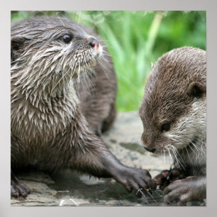 Otter Habitat Poster