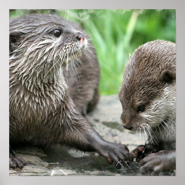 Otter Habitat Poster (Framsidan)