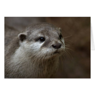 Otter Hälsningskort