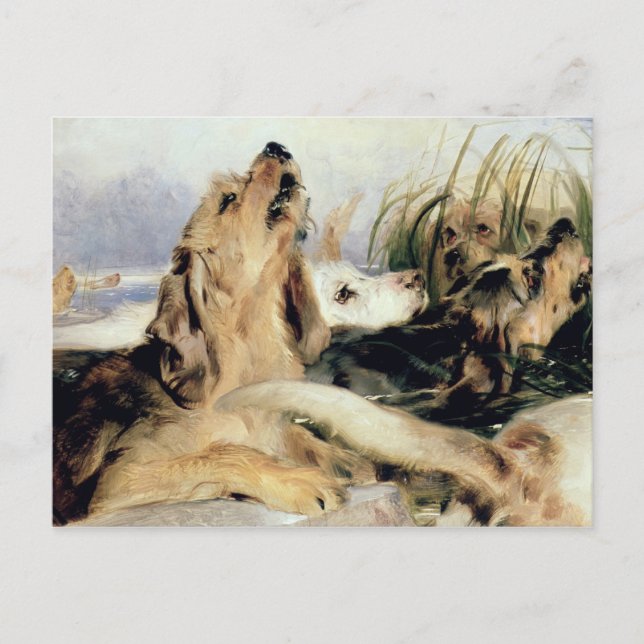 Otter Hounds Vykort (Framsida)
