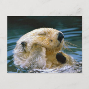 Otter i bassäng vykort