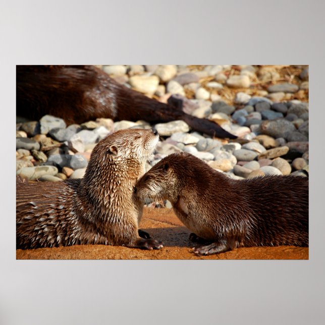 Otter Kärlek Poster (Framsidan)