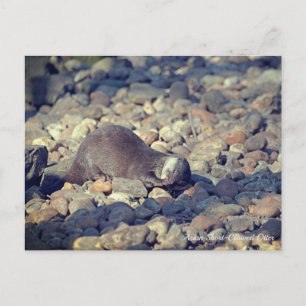 Otter Kort-Clawat Drusillas Zoo in Öster Sussex Vykort