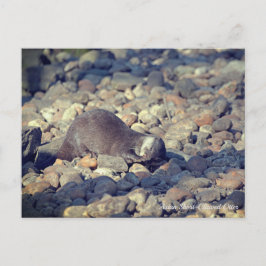 Otter Kort-Clawat Drusillas Zoo in Öster Sussex Vykort