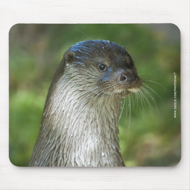 Otter Musmatta (Framsidan)