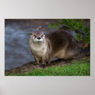 Otter på Riverbank Poster