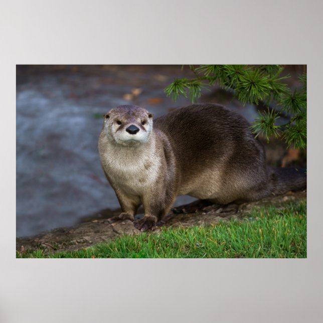 Otter på Riverbank Poster (Framsidan)