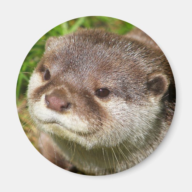 Otter Porträtt Magnet (Framsidan)