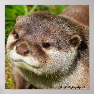 Otter Porträtt Poster