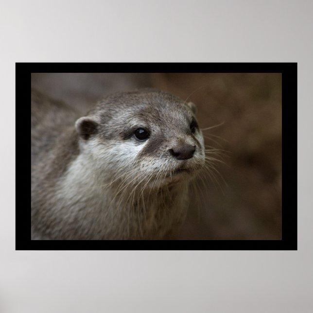 Otter Poster (Framsidan)
