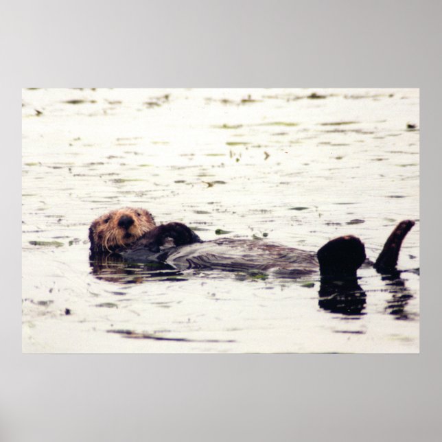 Otter Raft Poster (Framsidan)