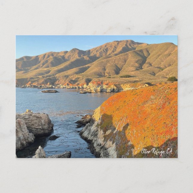 Otter Refuge, CA Vykort (Framsida)